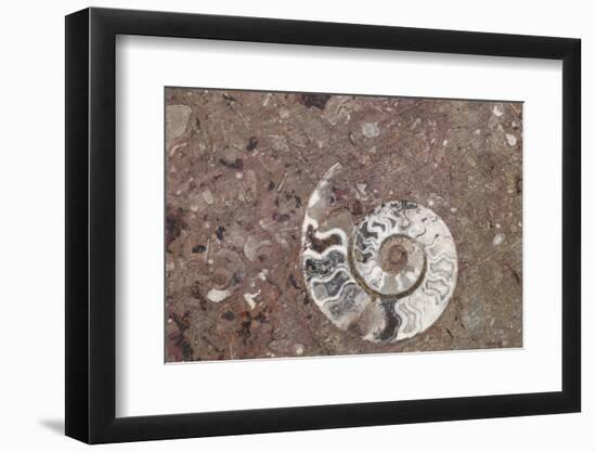 Morocco, Erfoud. Details of ammonites, and other fossils exposed on a cut slab of stone.-Brenda Tharp-Framed Photographic Print