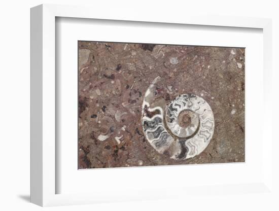 Morocco, Erfoud. Details of ammonites, and other fossils exposed on a cut slab of stone.-Brenda Tharp-Framed Photographic Print