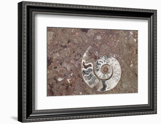 Morocco, Erfoud. Details of ammonites, and other fossils exposed on a cut slab of stone.-Brenda Tharp-Framed Photographic Print