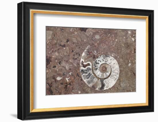 Morocco, Erfoud. Details of ammonites, and other fossils exposed on a cut slab of stone.-Brenda Tharp-Framed Photographic Print