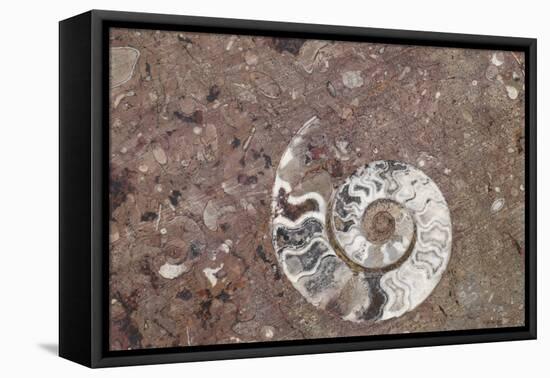 Morocco, Erfoud. Details of ammonites, and other fossils exposed on a cut slab of stone.-Brenda Tharp-Framed Premier Image Canvas