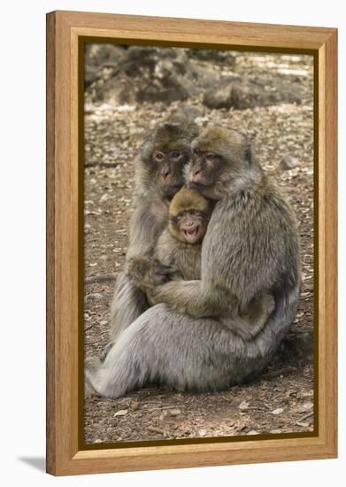 Morocco, High Atlas Mountains. Adult Macaque Monkeys Console their Crying Baby-Brenda Tharp-Framed Premier Image Canvas