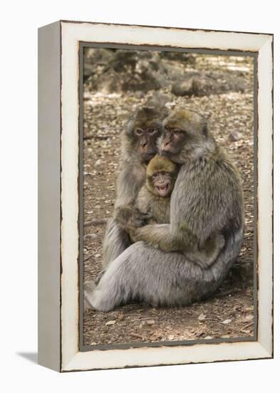 Morocco, High Atlas Mountains. Adult Macaque Monkeys Console their Crying Baby-Brenda Tharp-Framed Premier Image Canvas