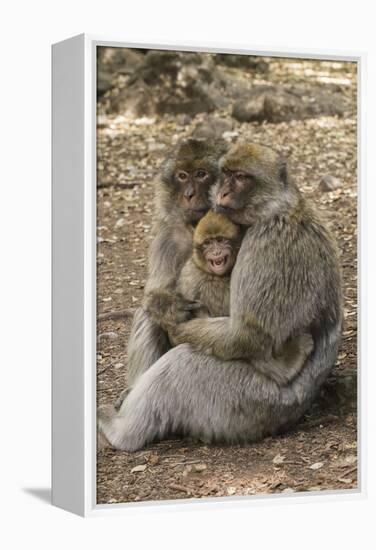Morocco, High Atlas Mountains. Adult Macaque Monkeys Console their Crying Baby-Brenda Tharp-Framed Premier Image Canvas