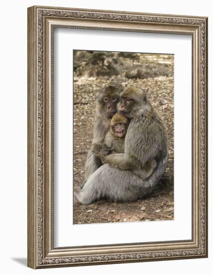 Morocco, High Atlas Mountains. Adult Macaque Monkeys Console their Crying Baby-Brenda Tharp-Framed Photographic Print