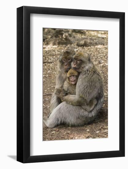 Morocco, High Atlas Mountains. Adult Macaque Monkeys Console their Crying Baby-Brenda Tharp-Framed Photographic Print