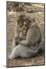 Morocco, High Atlas Mountains. Adult Macaque Monkeys Console their Crying Baby-Brenda Tharp-Mounted Photographic Print