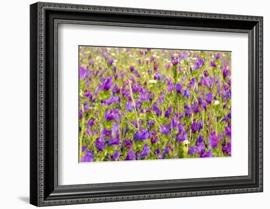 Morocco, Ifrane, Spring Flowers Bloom. Daisy, Lavender, Statice, Mountain Bluet and Cornflower-Emily Wilson-Framed Photographic Print