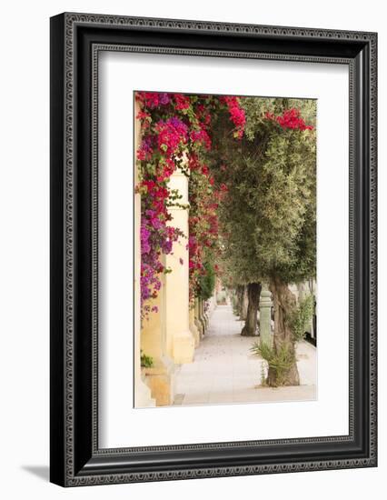 Morocco, Marrakech, Bougainvillea Glabra in Purple and Red-Emily Wilson-Framed Photographic Print