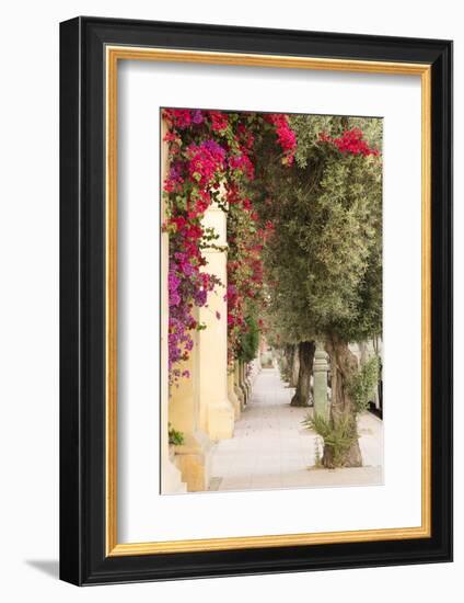 Morocco, Marrakech, Bougainvillea Glabra in Purple and Red-Emily Wilson-Framed Photographic Print