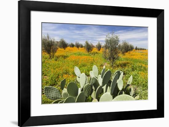 Morocco, Marrakech. Springtime landscape of flowers, olive trees and giant prickly pear cactus.-Brenda Tharp-Framed Premium Photographic Print