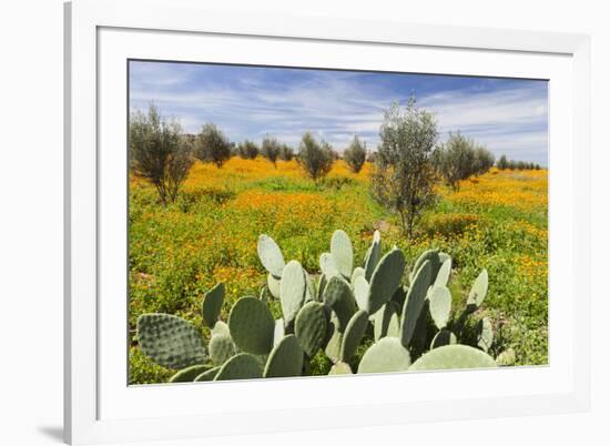 Morocco, Marrakech. Springtime landscape of flowers, olive trees and giant prickly pear cactus.-Brenda Tharp-Framed Premium Photographic Print