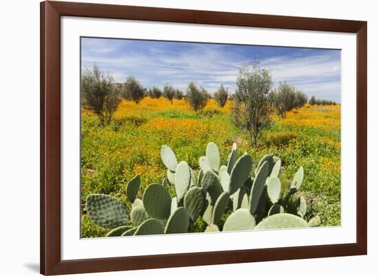 Morocco, Marrakech. Springtime landscape of flowers, olive trees and giant prickly pear cactus.-Brenda Tharp-Framed Premium Photographic Print