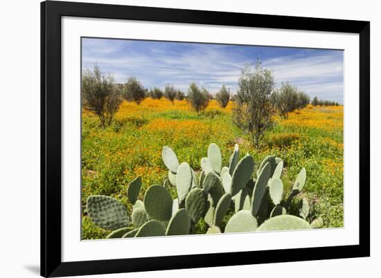 Morocco, Marrakech. Springtime landscape of flowers, olive trees and giant prickly pear cactus.-Brenda Tharp-Framed Premium Photographic Print