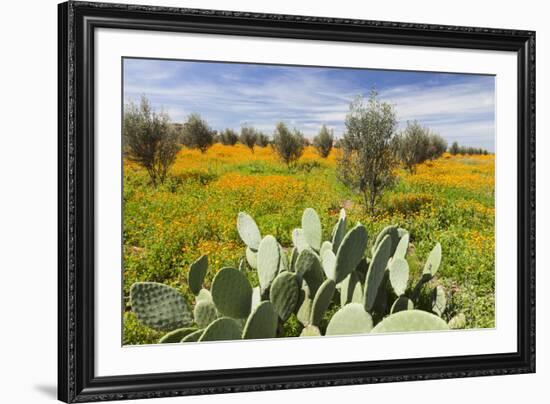 Morocco, Marrakech. Springtime landscape of flowers, olive trees and giant prickly pear cactus.-Brenda Tharp-Framed Premium Photographic Print