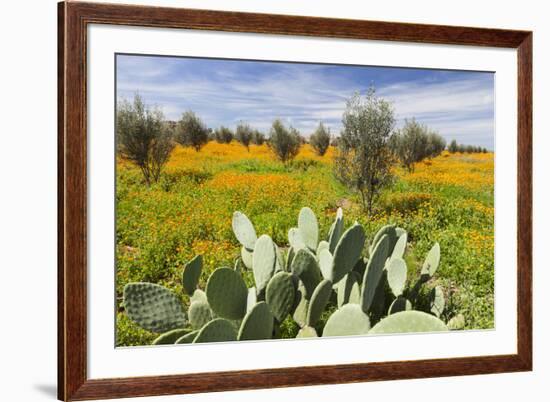 Morocco, Marrakech. Springtime landscape of flowers, olive trees and giant prickly pear cactus.-Brenda Tharp-Framed Premium Photographic Print