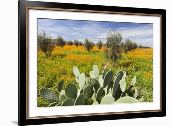 Morocco, Marrakech. Springtime landscape of flowers, olive trees and giant prickly pear cactus.-Brenda Tharp-Framed Premium Photographic Print