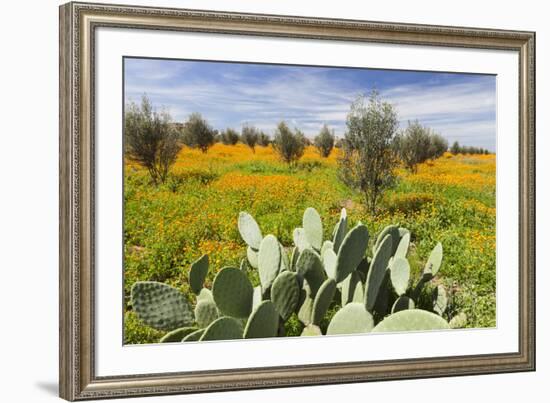 Morocco, Marrakech. Springtime landscape of flowers, olive trees and giant prickly pear cactus.-Brenda Tharp-Framed Premium Photographic Print