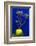 Morocco, Marrakech. Yves Saint Laurent's Jardin Majorelle-Kymri Wilt-Framed Photographic Print