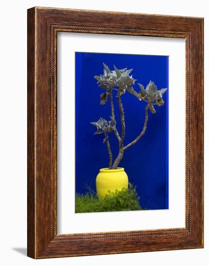 Morocco, Marrakech. Yves Saint Laurent's Jardin Majorelle-Kymri Wilt-Framed Photographic Print