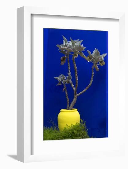 Morocco, Marrakech. Yves Saint Laurent's Jardin Majorelle-Kymri Wilt-Framed Photographic Print