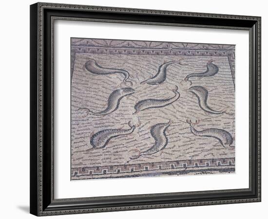 Morocco, North of Meknes, Volubilis, House of Orpheus, Mosaic with Nine Dolphins-null-Framed Giclee Print