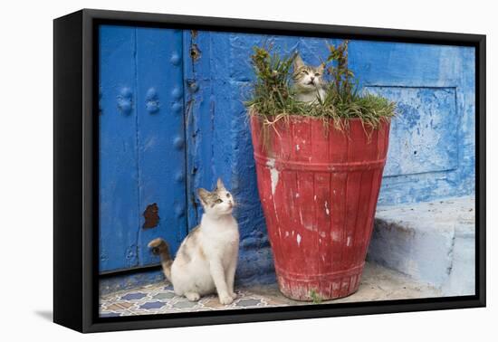 Morocco, Rabat, Sale, Kasbah Des Oudaias, Cats Hanging Out by a Potted Plant-Emily Wilson-Framed Premier Image Canvas