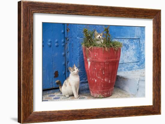 Morocco, Rabat, Sale, Kasbah Des Oudaias, Cats Hanging Out by a Potted Plant-Emily Wilson-Framed Photographic Print