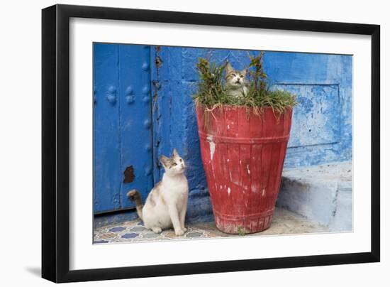 Morocco, Rabat, Sale, Kasbah Des Oudaias, Cats Hanging Out by a Potted Plant-Emily Wilson-Framed Photographic Print