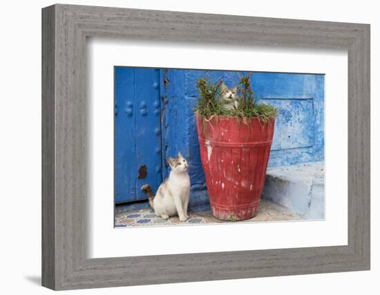 Morocco, Rabat, Sale, Kasbah Des Oudaias, Cats Hanging Out by a Potted Plant-Emily Wilson-Framed Photographic Print