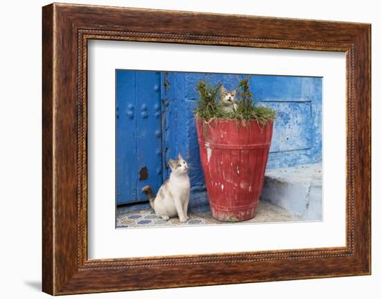 Morocco, Rabat, Sale, Kasbah Des Oudaias, Cats Hanging Out by a Potted Plant-Emily Wilson-Framed Photographic Print