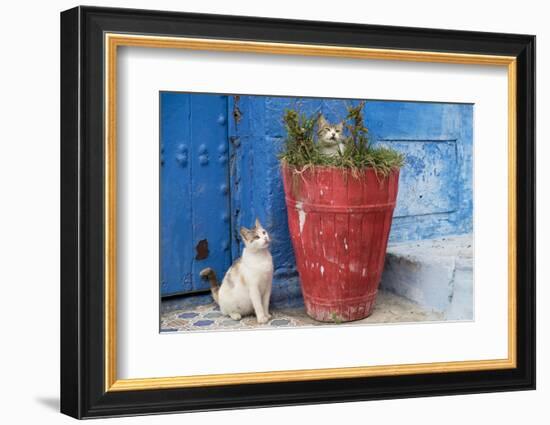 Morocco, Rabat, Sale, Kasbah Des Oudaias, Cats Hanging Out by a Potted Plant-Emily Wilson-Framed Photographic Print