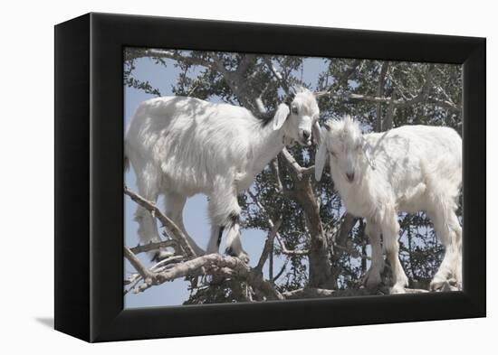 Morocco, Road to Essaouira, Goats Climbing in Argan Trees-Emily Wilson-Framed Premier Image Canvas