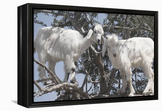 Morocco, Road to Essaouira, Goats Climbing in Argan Trees-Emily Wilson-Framed Premier Image Canvas