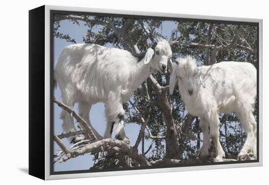 Morocco, Road to Essaouira, Goats Climbing in Argan Trees-Emily Wilson-Framed Premier Image Canvas