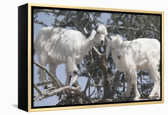 Morocco, Road to Essaouira, Goats Climbing in Argan Trees-Emily Wilson-Framed Premier Image Canvas