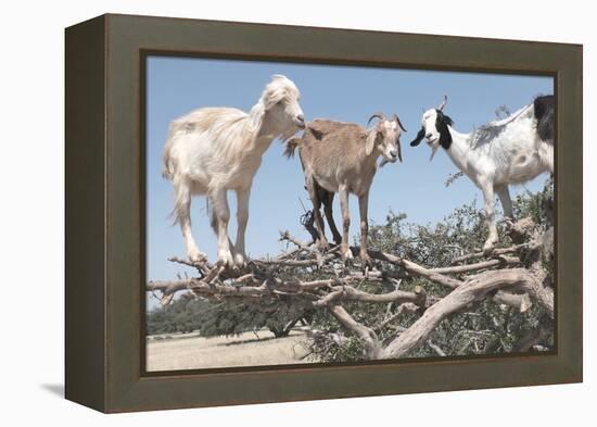 Morocco, Road to Essaouira, Goats Climbing in Argan Trees-Emily Wilson-Framed Premier Image Canvas