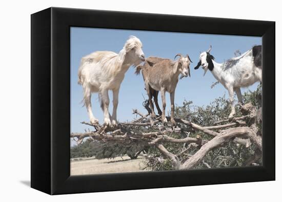 Morocco, Road to Essaouira, Goats Climbing in Argan Trees-Emily Wilson-Framed Premier Image Canvas