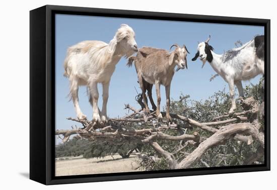 Morocco, Road to Essaouira, Goats Climbing in Argan Trees-Emily Wilson-Framed Premier Image Canvas