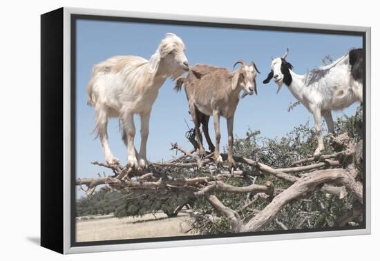 Morocco, Road to Essaouira, Goats Climbing in Argan Trees-Emily Wilson-Framed Premier Image Canvas