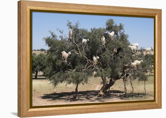 Morocco, Road to Essaouira, Goats Climbing in Argan Trees-Emily Wilson-Framed Premier Image Canvas