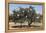 Morocco, Road to Essaouira, Goats Climbing in Argan Trees-Emily Wilson-Framed Premier Image Canvas