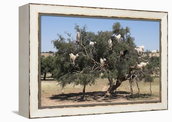 Morocco, Road to Essaouira, Goats Climbing in Argan Trees-Emily Wilson-Framed Premier Image Canvas