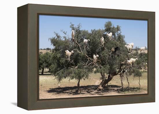 Morocco, Road to Essaouira, Goats Climbing in Argan Trees-Emily Wilson-Framed Premier Image Canvas