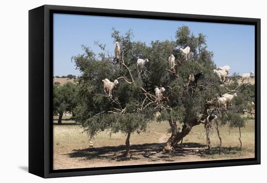 Morocco, Road to Essaouira, Goats Climbing in Argan Trees-Emily Wilson-Framed Premier Image Canvas