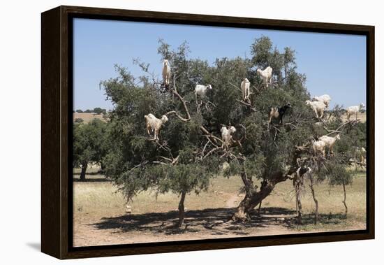 Morocco, Road to Essaouira, Goats Climbing in Argan Trees-Emily Wilson-Framed Premier Image Canvas