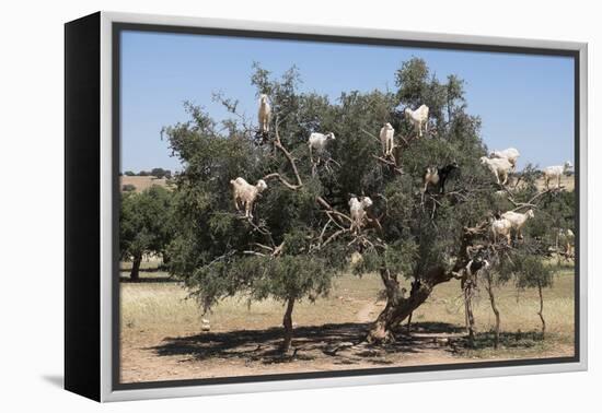 Morocco, Road to Essaouira, Goats Climbing in Argan Trees-Emily Wilson-Framed Premier Image Canvas