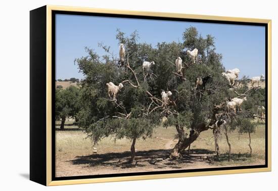 Morocco, Road to Essaouira, Goats Climbing in Argan Trees-Emily Wilson-Framed Premier Image Canvas