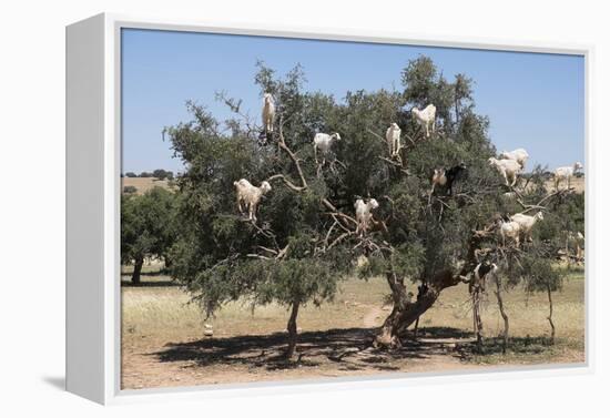 Morocco, Road to Essaouira, Goats Climbing in Argan Trees-Emily Wilson-Framed Premier Image Canvas