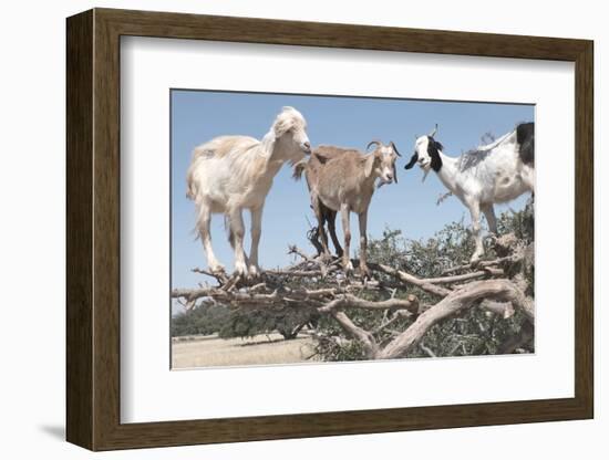 Morocco, Road to Essaouira, Goats Climbing in Argan Trees-Emily Wilson-Framed Photographic Print